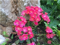 8e343f64-20160503 levisia.jpg